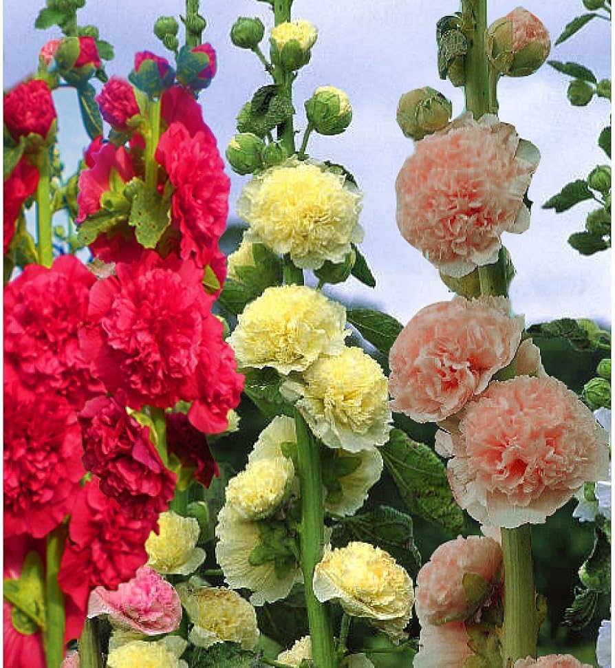 Hollyhock flower Alcea rosea double yellow perennial seeds for planting in backyard garden beds - Dharaseeds