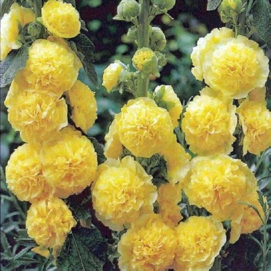 Hollyhock flower Alcea rosea double yellow perennial seeds for planting in backyard garden beds - Dharaseeds