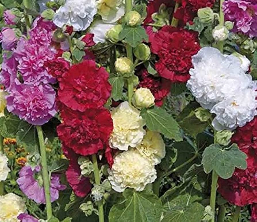 Hollyhock flower Alcea rosea double yellow perennial seeds for planting in backyard garden beds - Dharaseeds