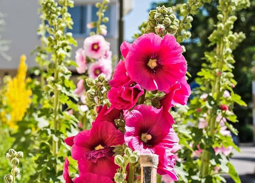 Hollyhock flower Alcea rosea pink seeds for planting in decorative garden borders or tall planters - Dharaseeds