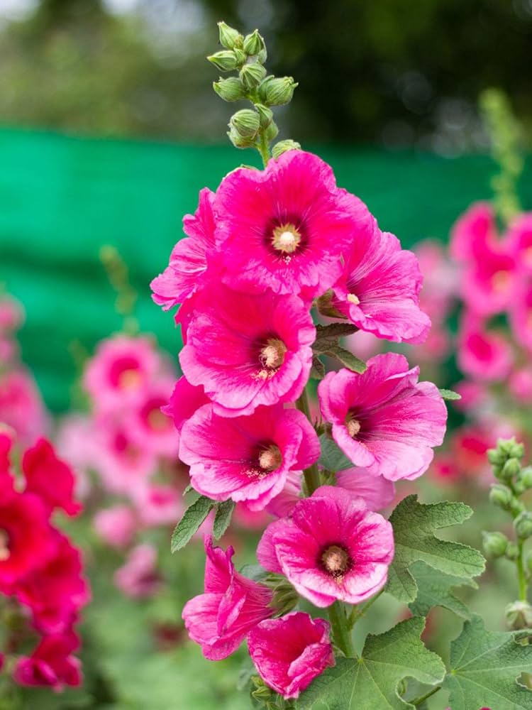 Hollyhock flower Alcea rosea pink seeds for planting in decorative garden borders or tall planters - Dharaseeds
