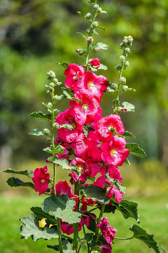 Hollyhock flower Alcea rosea pink seeds for planting in decorative garden borders or tall planters - Dharaseeds