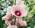 Hollyhock flower Alcea rosea scarlet purple perennial seeds for vibrant floral borders - Dharaseeds