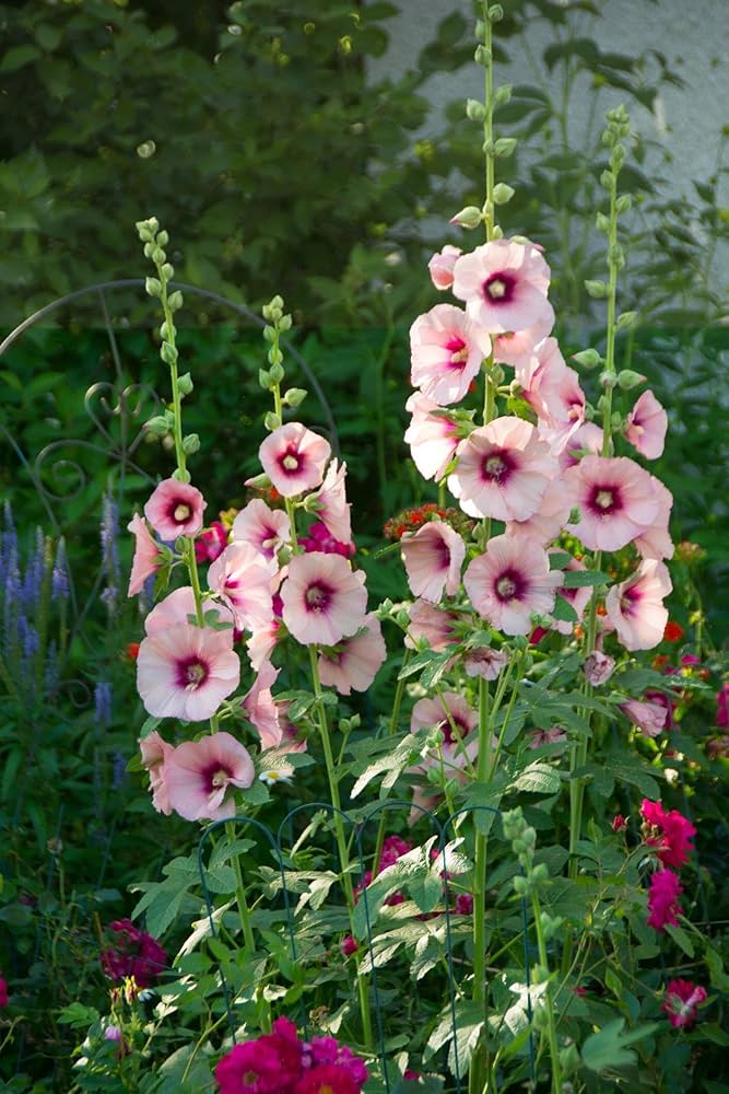 Hollyhock flower Alcea rosea scarlet purple perennial seeds for vibrant floral borders - Dharaseeds