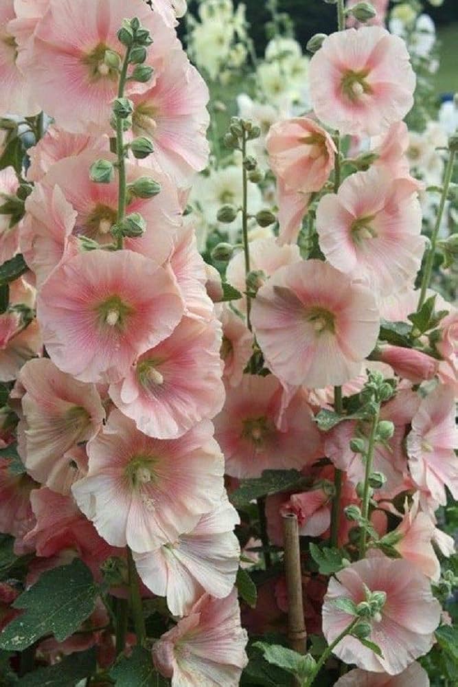 Hollyhock flower Alcea rosea scarlet purple perennial seeds for vibrant floral borders - Dharaseeds