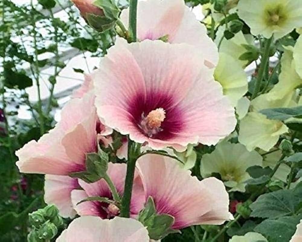 Hollyhock flower Alcea rosea scarlet purple perennial seeds for vibrant floral borders - Dharaseeds