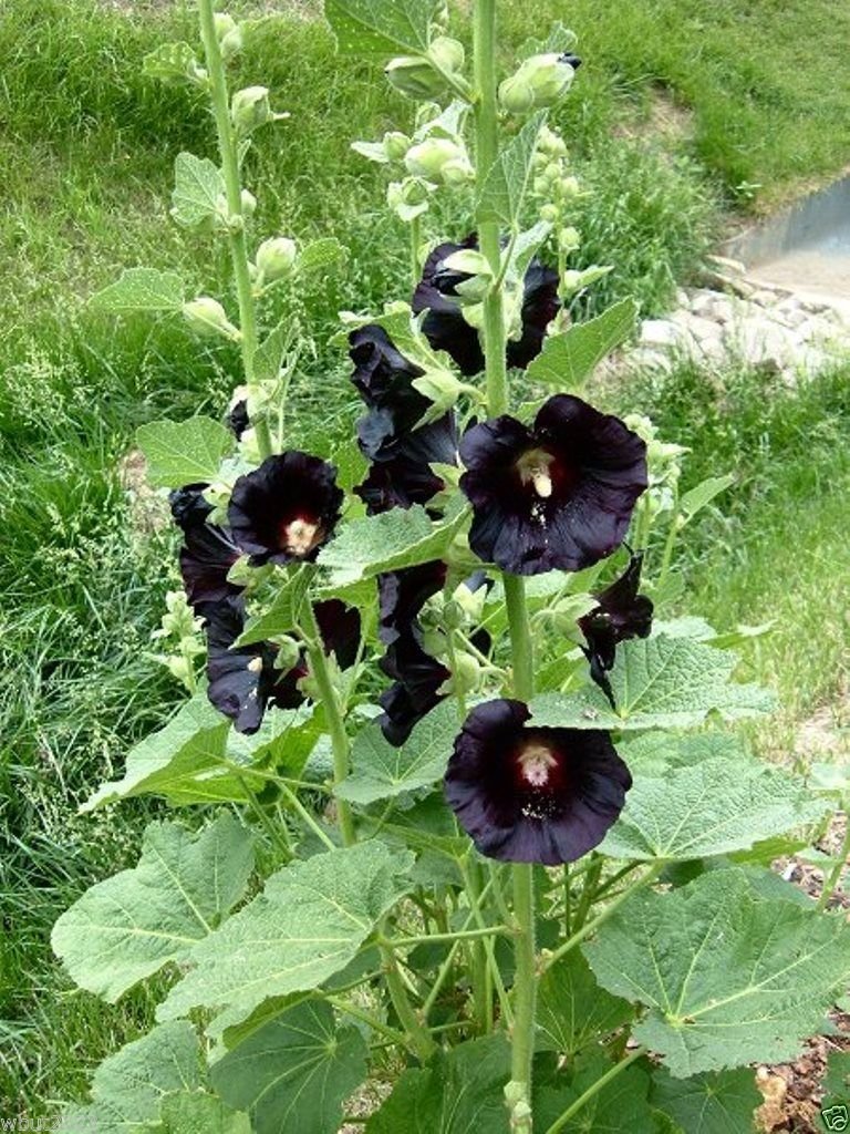 Hollyhock flower Alcea rosea seeds for planting in cottage gardens or flower beds - Dharaseeds