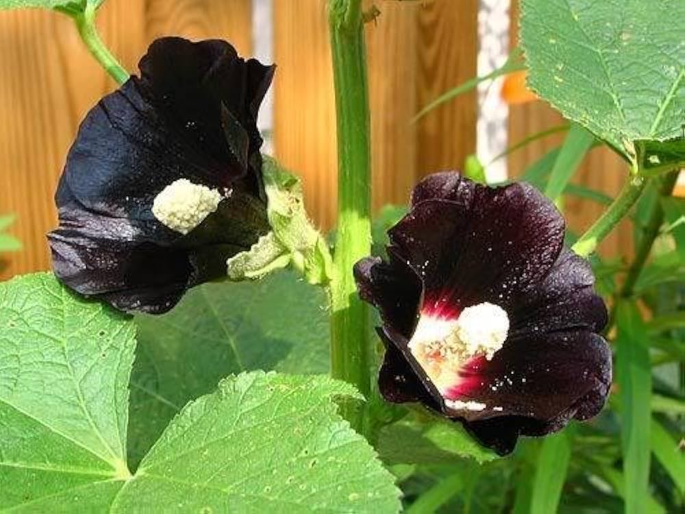 Hollyhock flower Alcea rosea seeds for planting in cottage gardens or flower beds - Dharaseeds