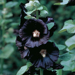 Hollyhock flower Alcea rosea seeds for planting in cottage gardens or flower beds - Dharaseeds