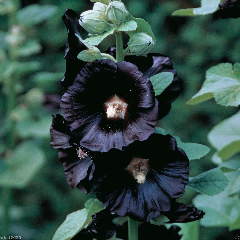 Hollyhock flower Alcea rosea seeds for planting in cottage gardens or flower beds - Dharaseeds