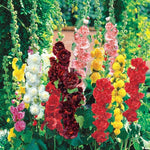 Hollyhock flower Alcea rosea summer carnival mixed color seeds for planting in backyard garden or containers - Dharaseeds