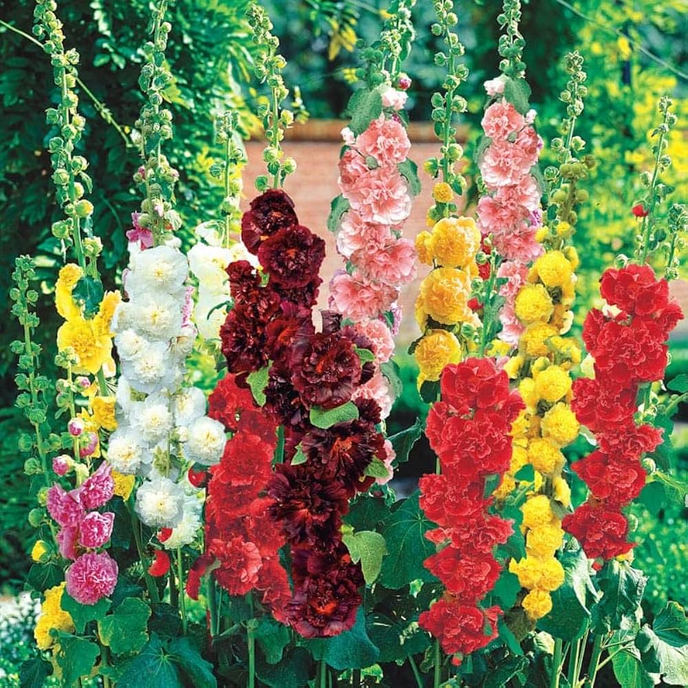 Hollyhock flower Alcea rosea summer carnival mixed color seeds for planting in backyard garden or containers - Dharaseeds