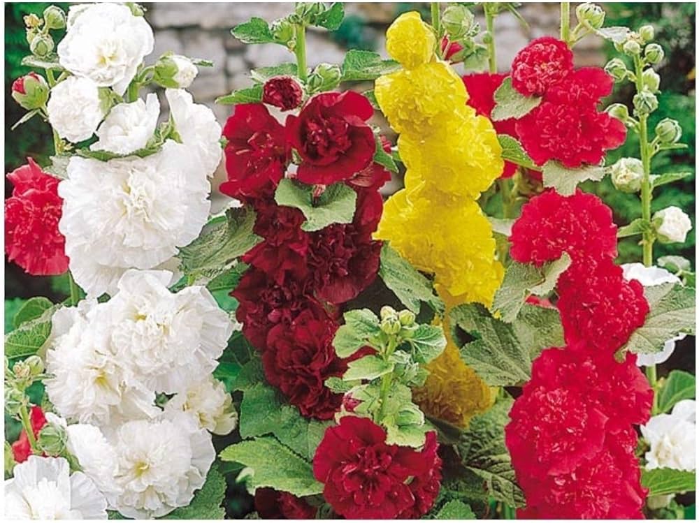 Hollyhock flower Alcea rosea summer carnival mixed color seeds for planting in backyard garden or containers - Dharaseeds