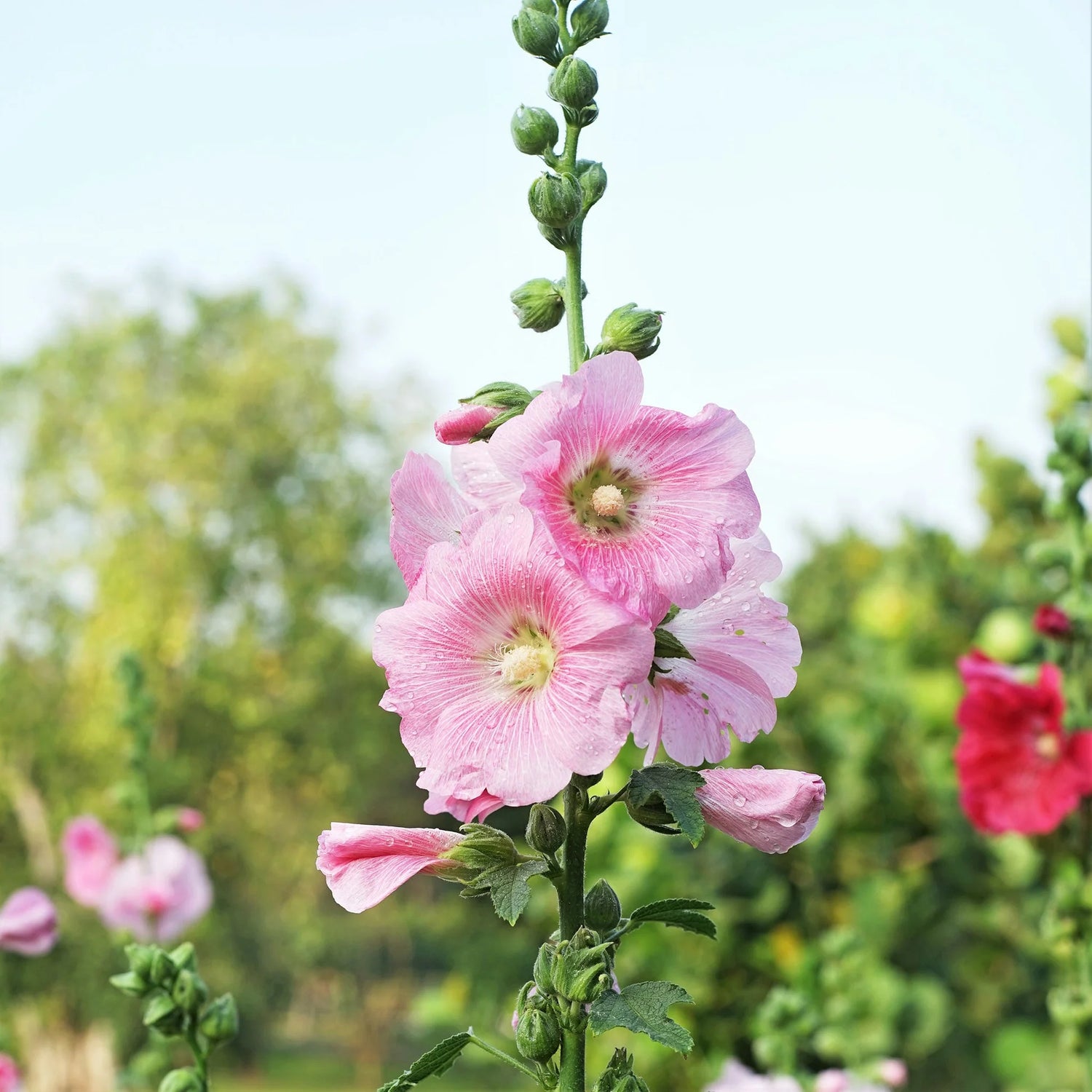 Hollyhock Seeds - Henry VIII - Pink