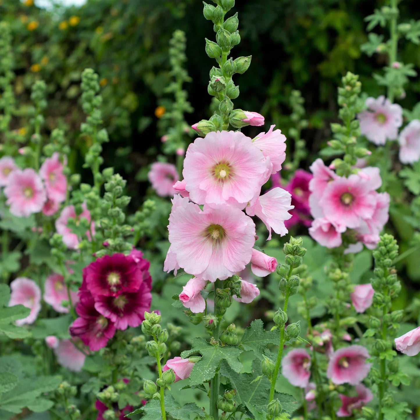 Hollyhock Seeds - Henry VIII - Pink