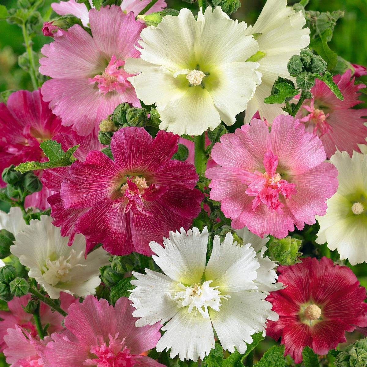 flowers high quality flower seeds for growing vibrant and colorful blooms in home gardens and landscapes organic flowers premium organic flower seeds for sustainable gardening and beautiful blossoms suitable for all climates