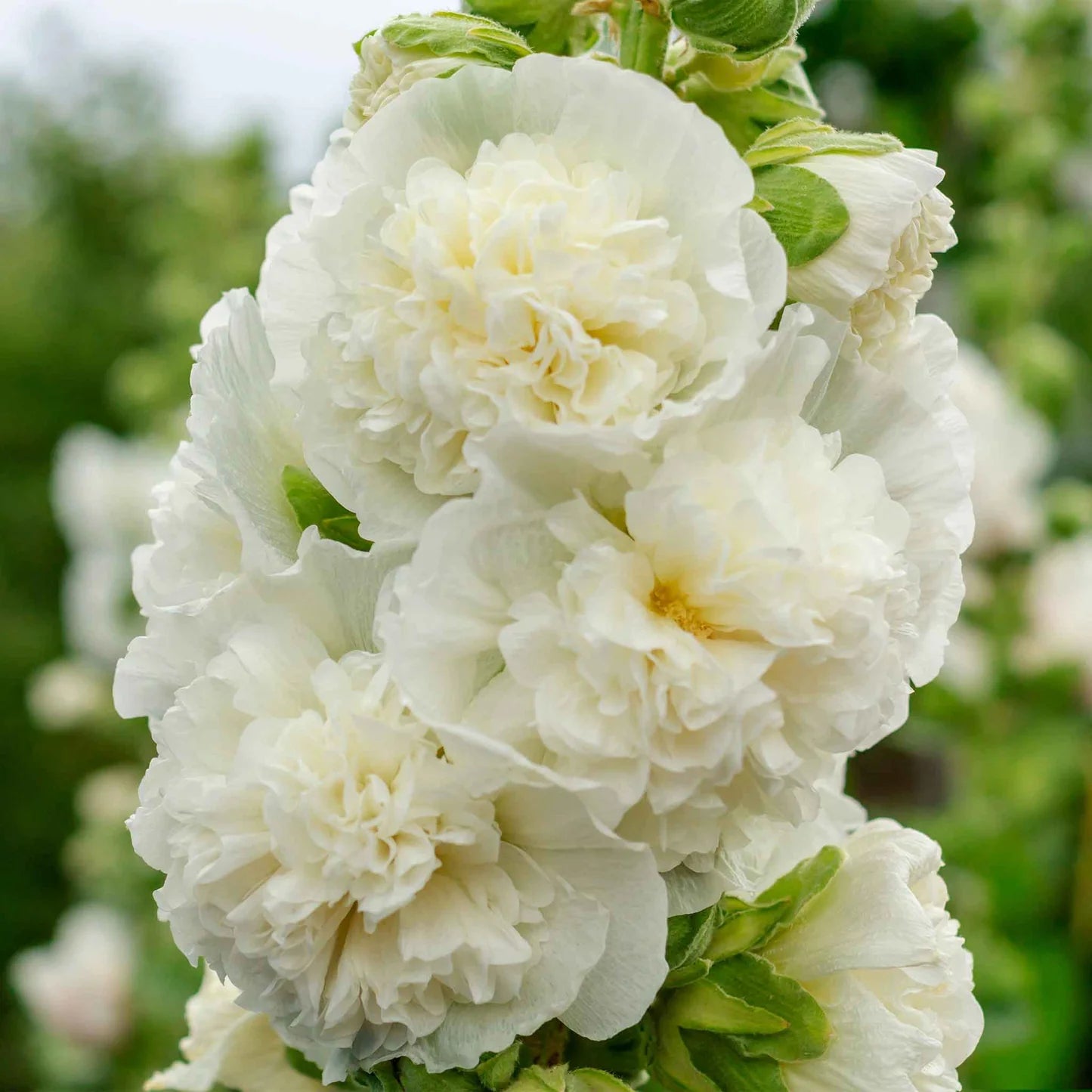 Hollyhock Seeds - Majorette Double White