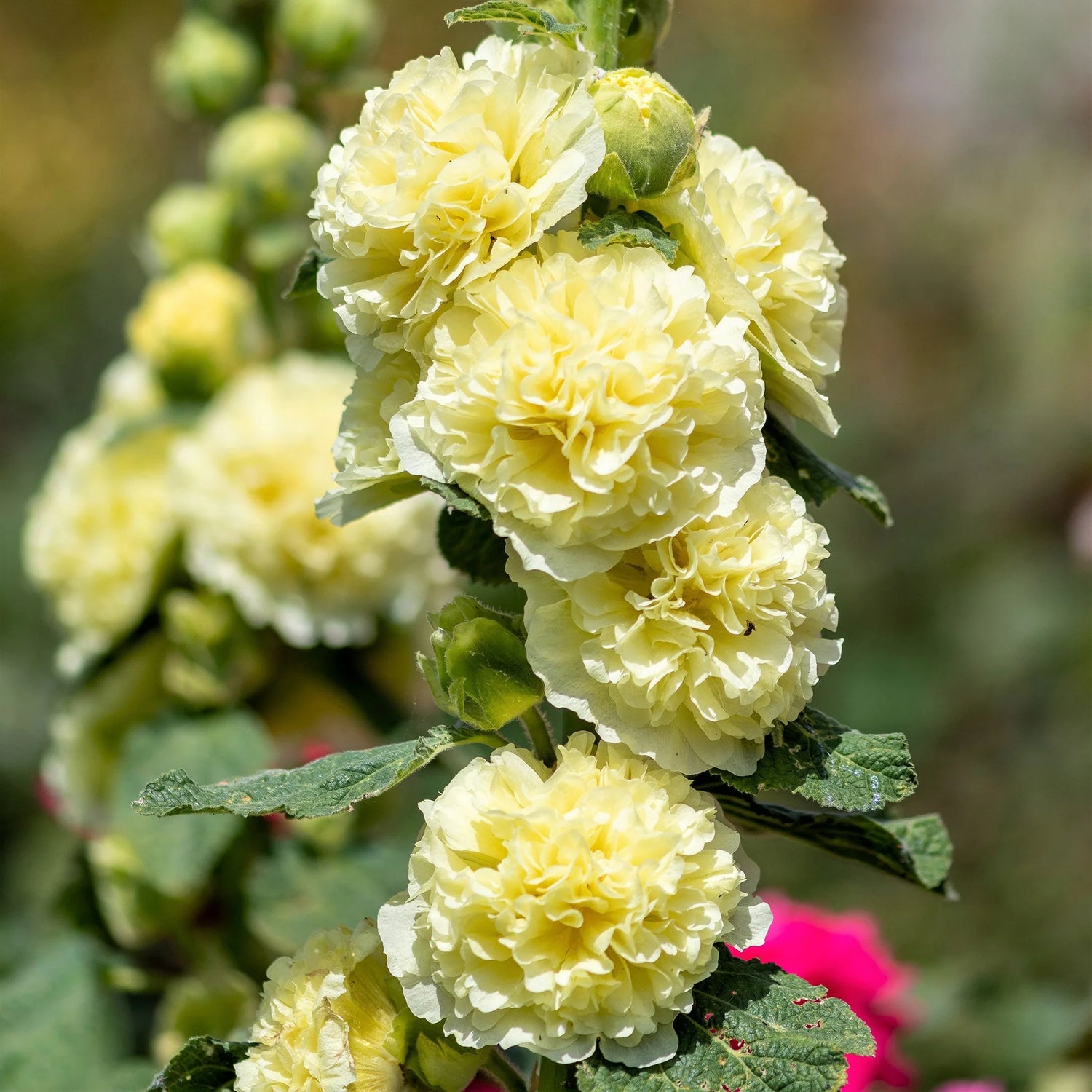 Hollyhock Seeds - Majorette Double Yellow