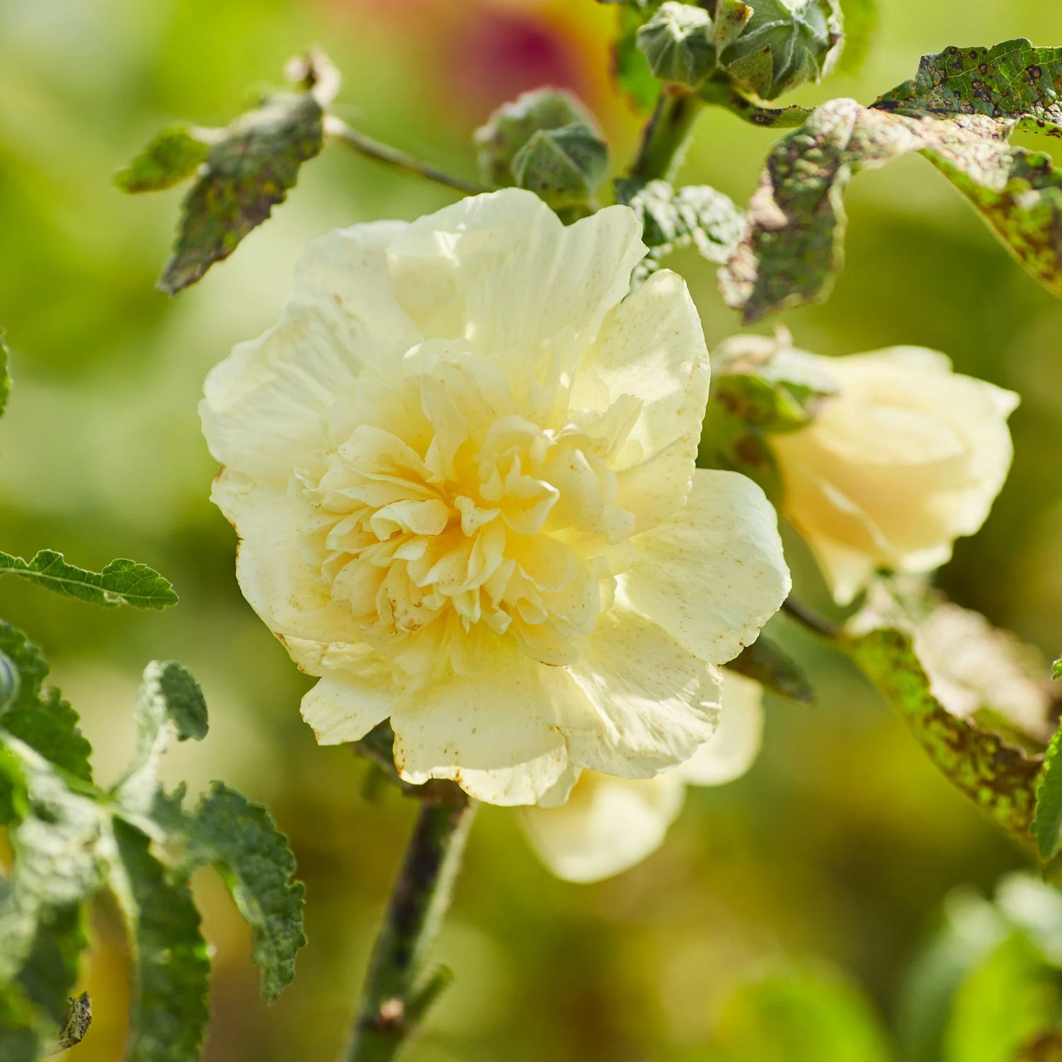 Hollyhock Seeds - Majorette Double Yellow