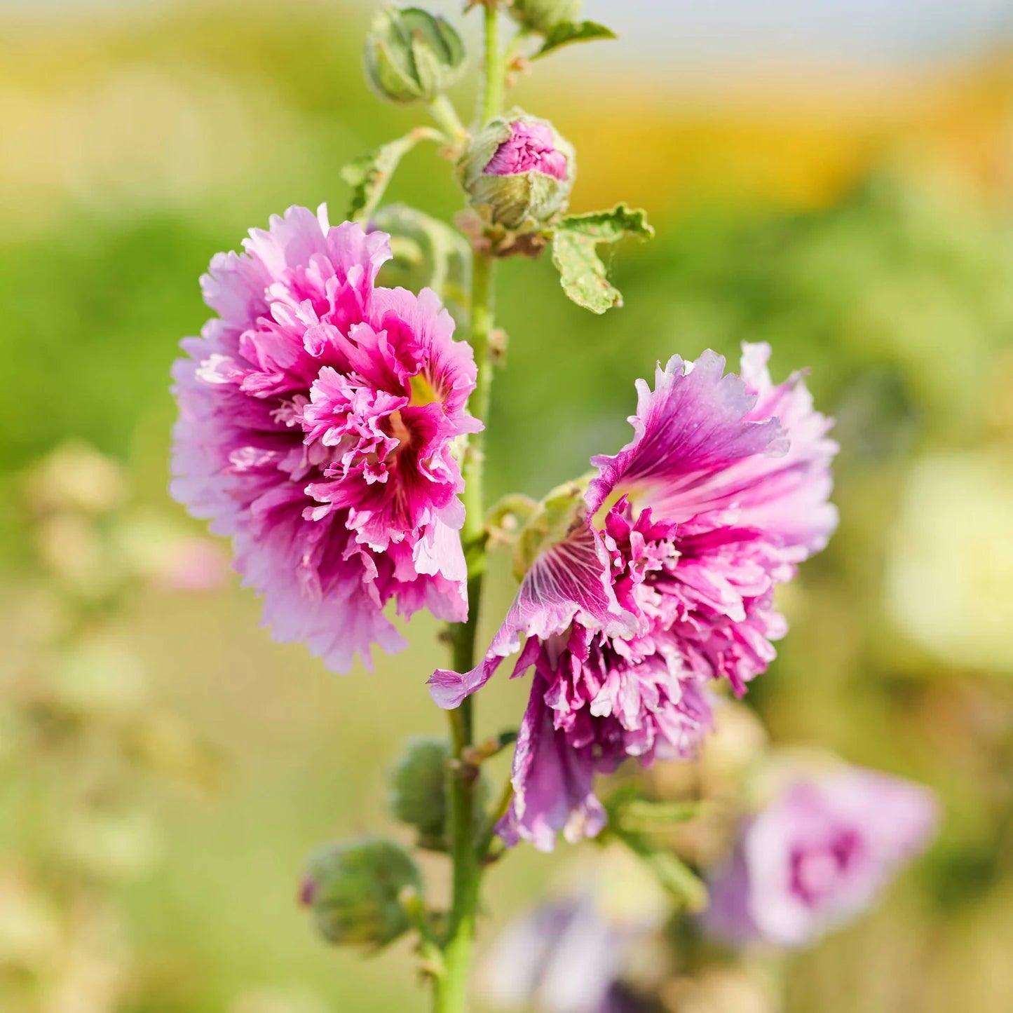 Hollyhock Seeds (Dwarf) - Queeny Purple