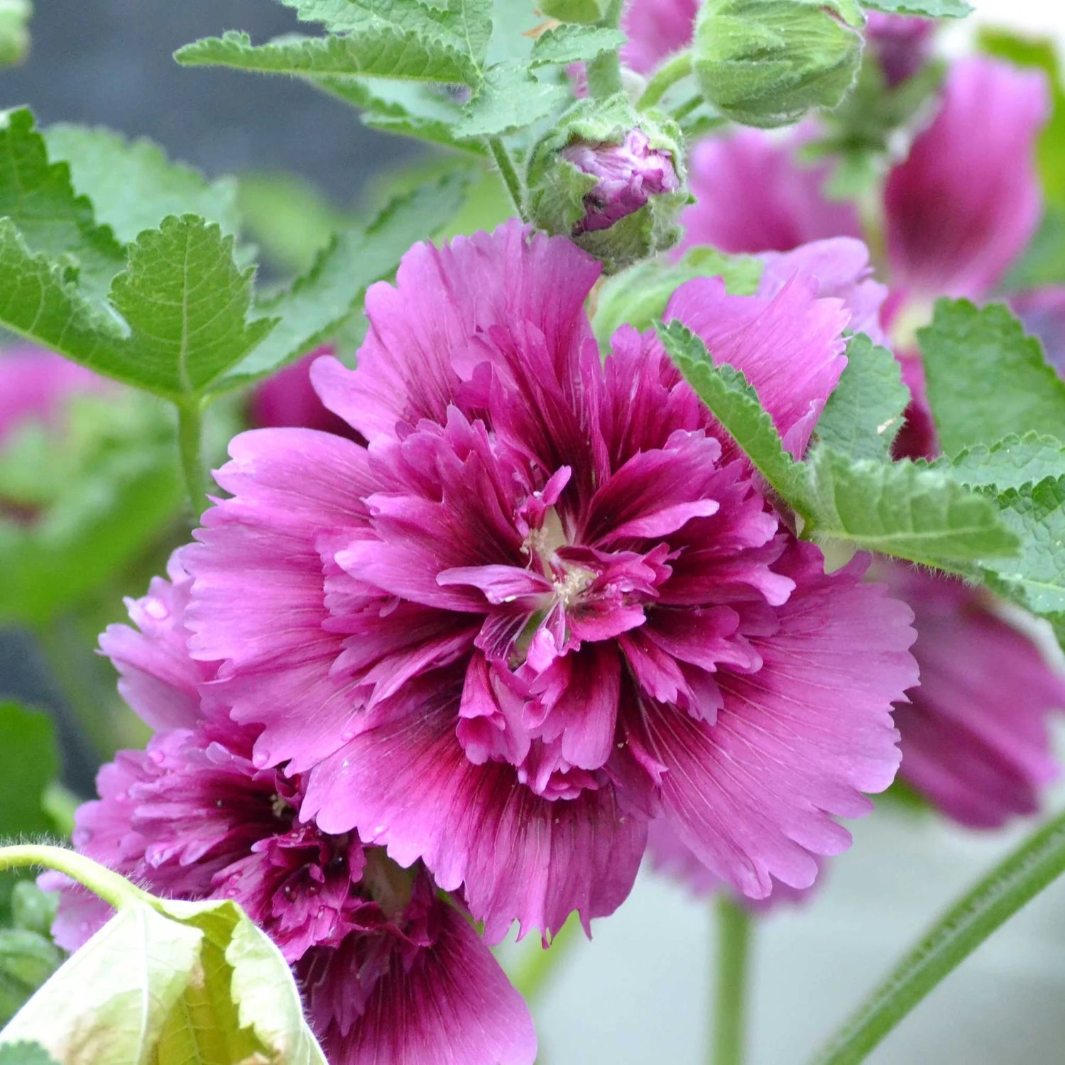 Hollyhock Seeds (Dwarf) - Queeny Purple