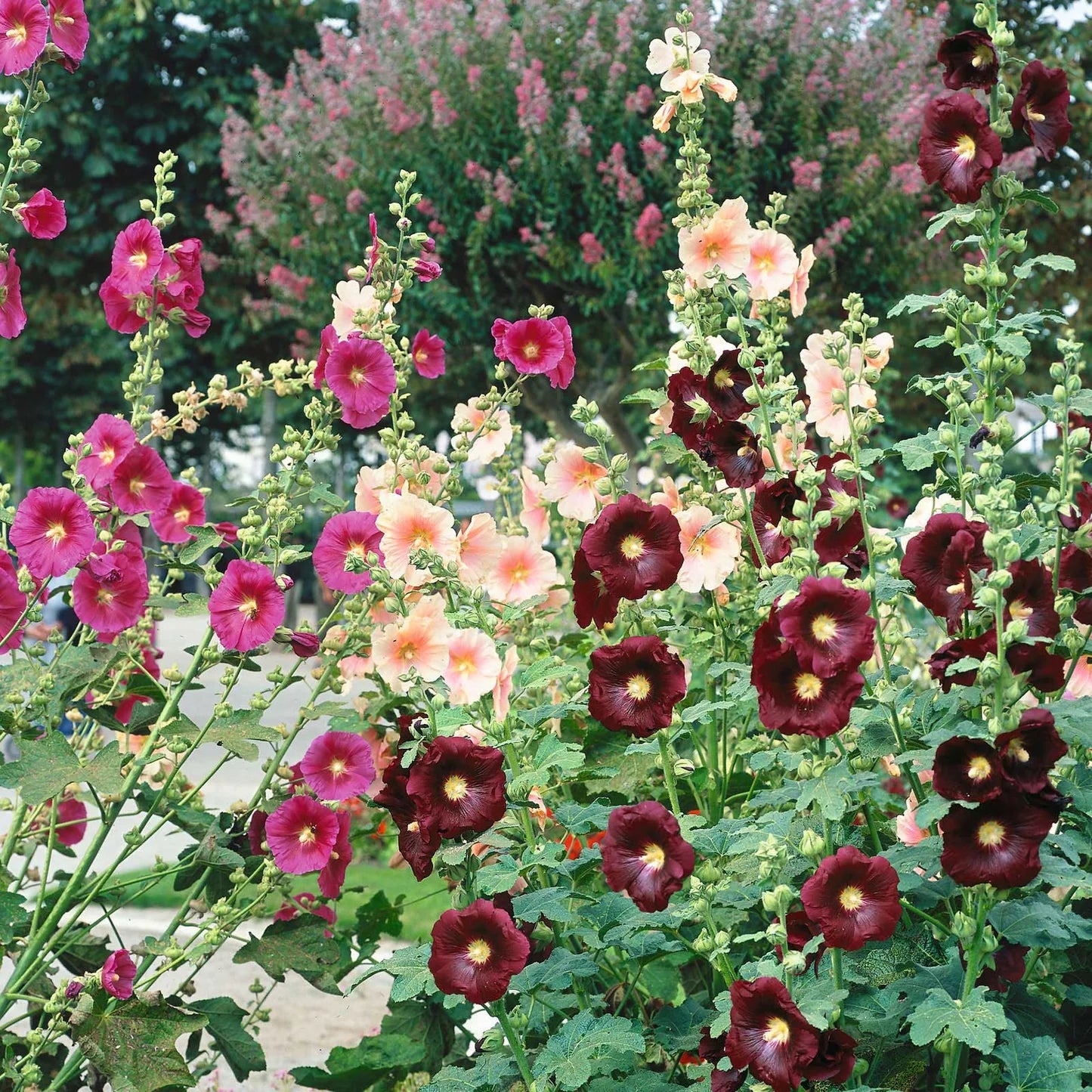 Hollyhock Seeds - Single Mix