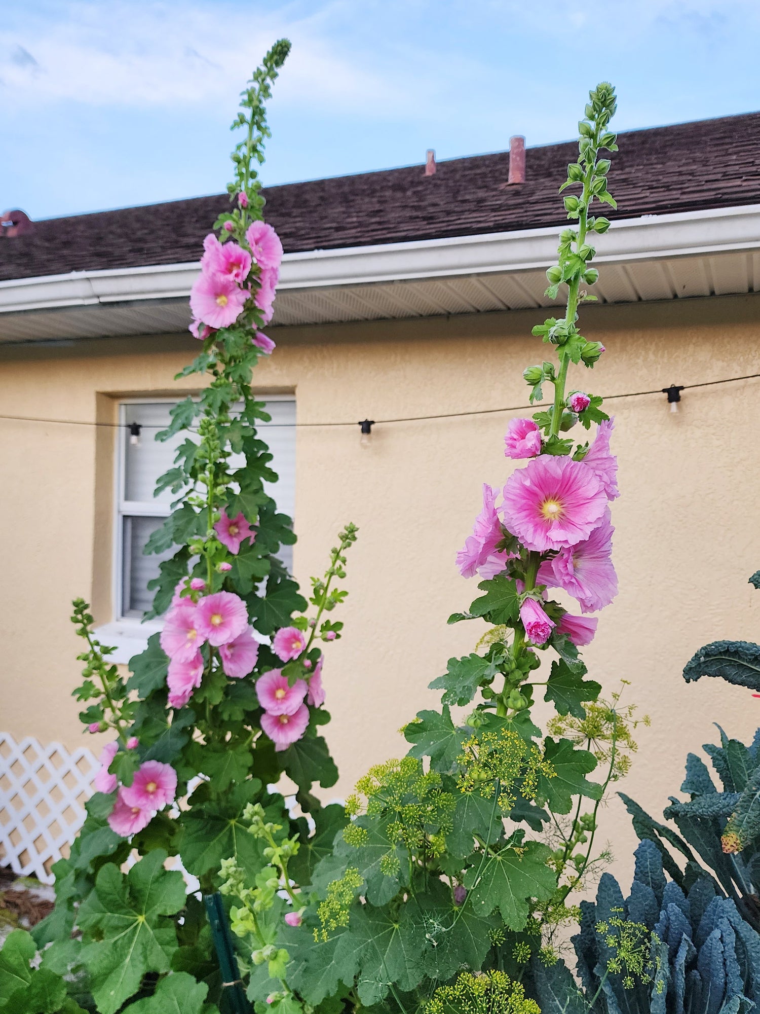 Hollyhock Carnival Mix Flower Seeds