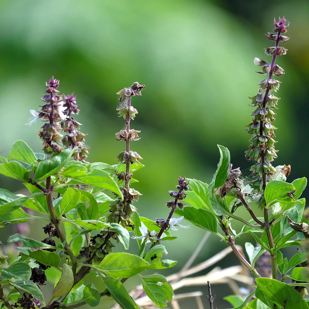 Holy Basil Plant Growing in Home Garden