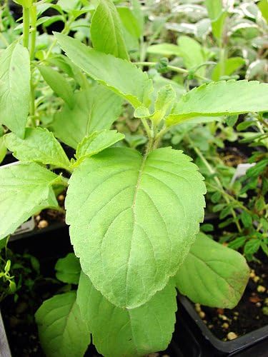 Holy Basil Seeds for Planting – Ocimum Sanctum Herb