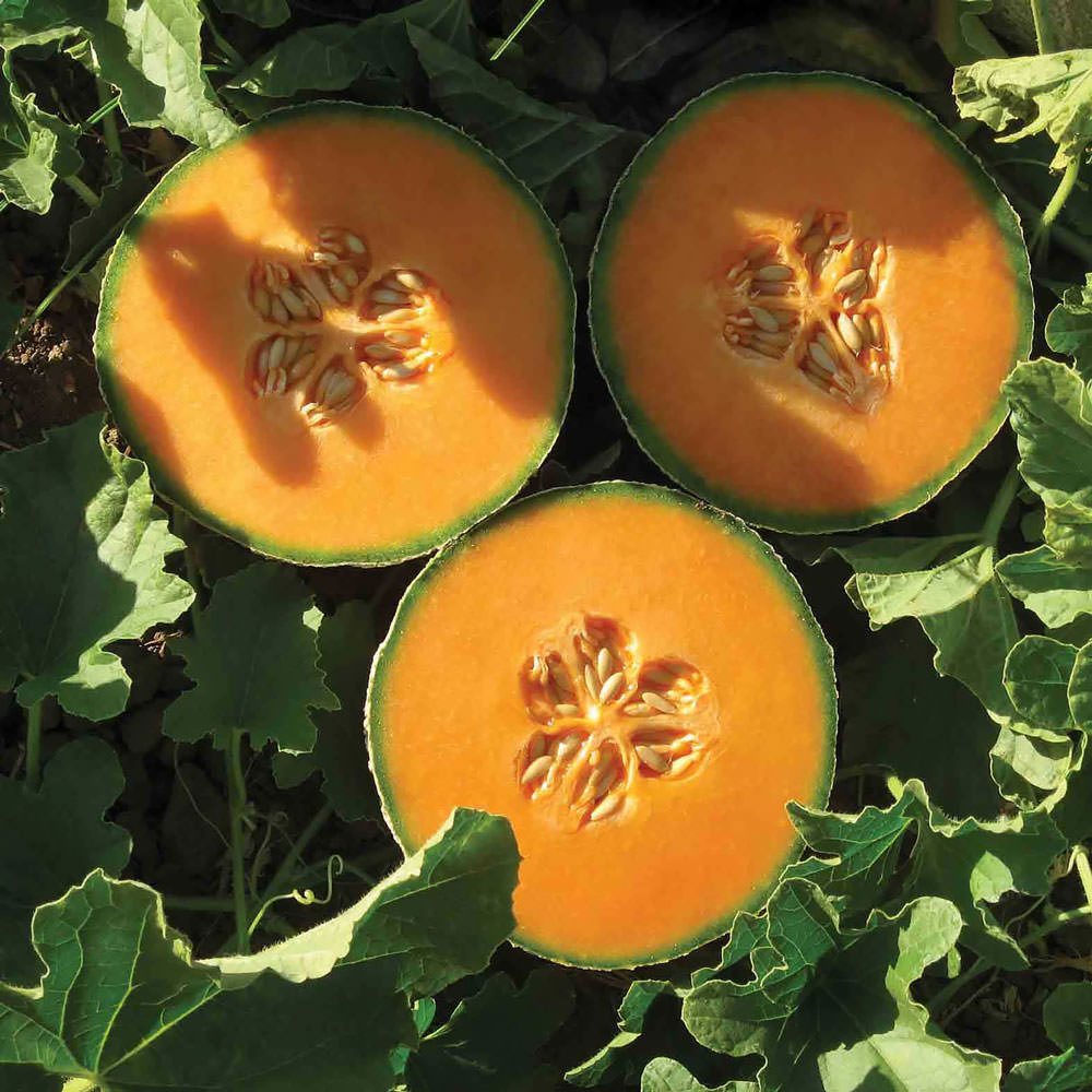 Home garden Cantaloupe Melon seeds for backyard planting