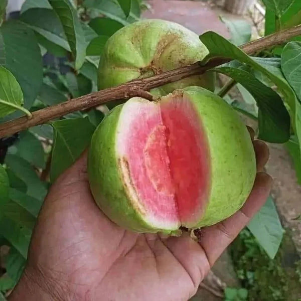 Home garden Guava tree seeds Psidium guajava for planting