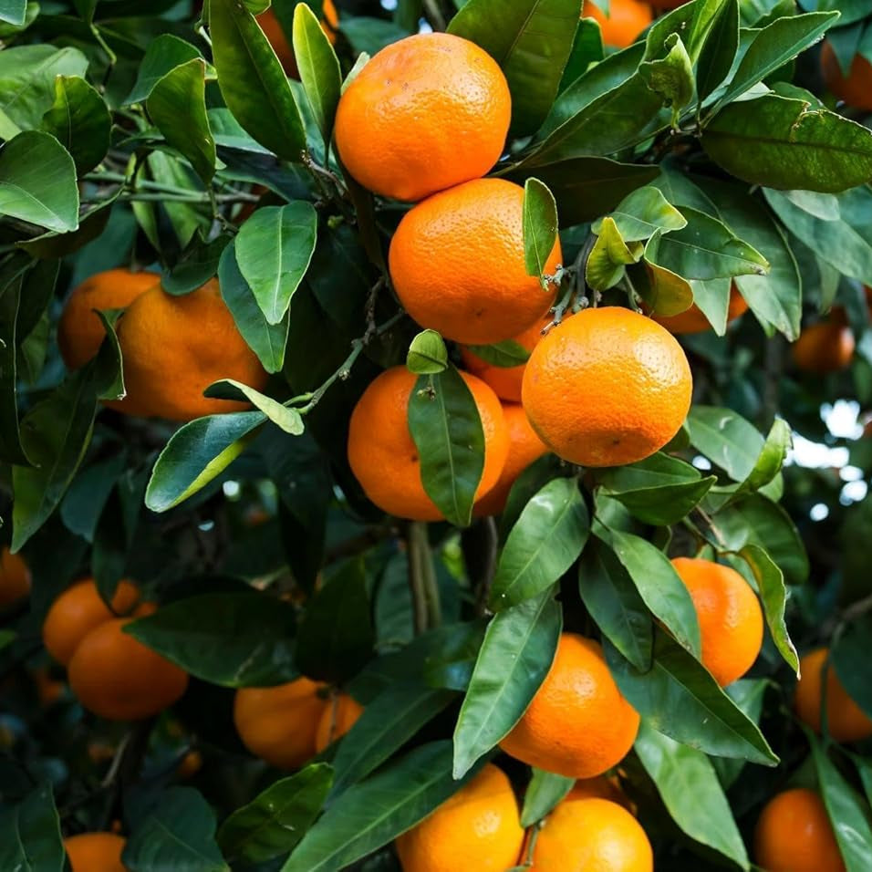 Mandarin orange seeds for home and terrace gardens