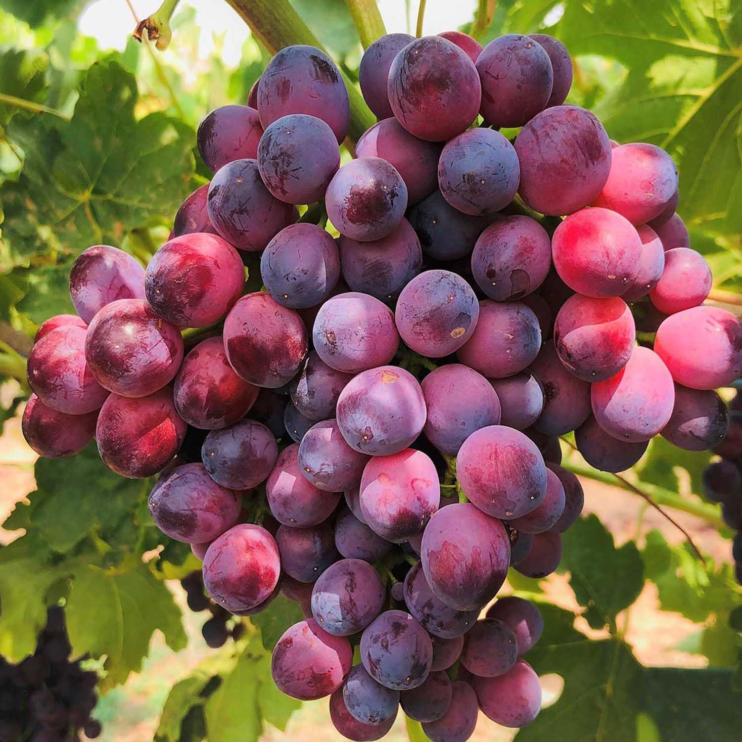 Home garden grape vines grown from purple grape seeds