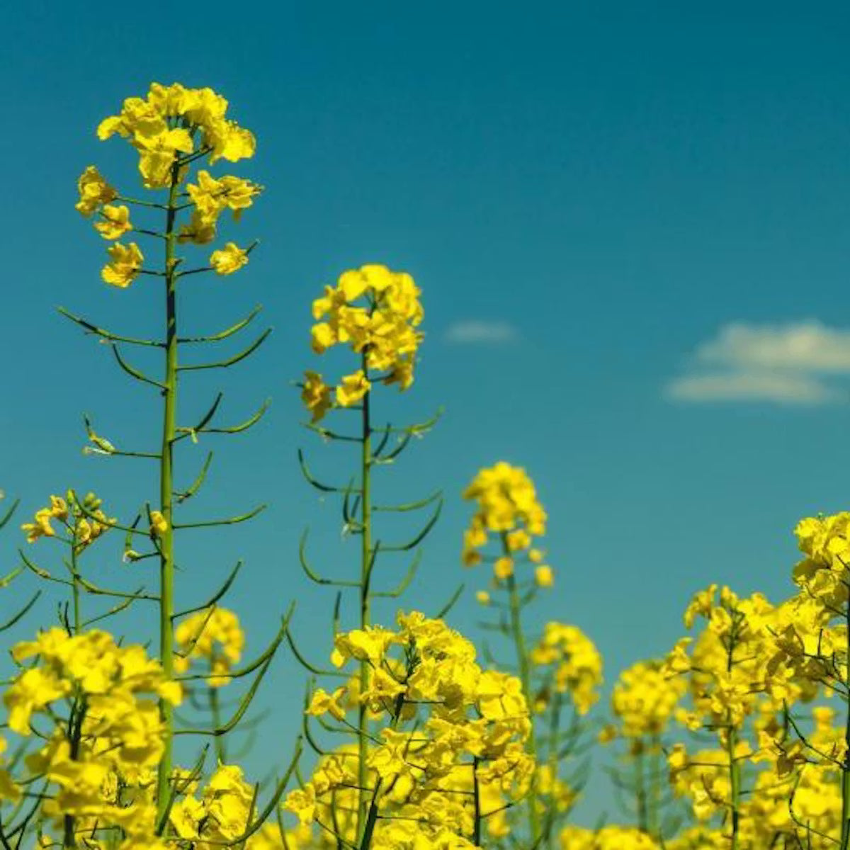 Heirloom Non-GMO Black Mustard - Seeds for Spicy, Flavorful Seeds in Your Herb Garden