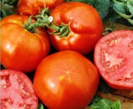 Homestead tomato heirloom variety seeds for planting in home vegetable gardens - Dharaseeds