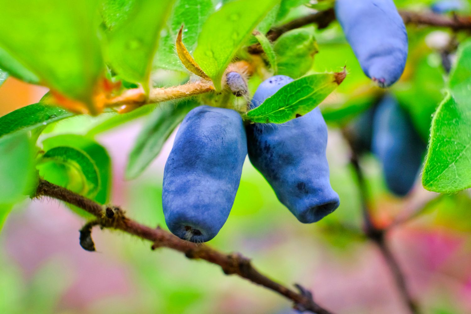 Honeyberry (Lonicera caerulea)