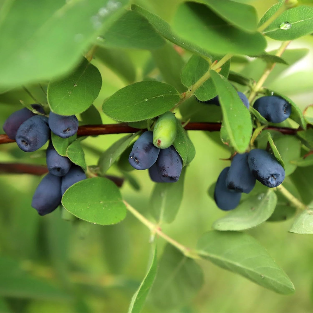 Honeyberry perennial shrub seeds for home garden