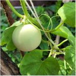 Honeydew melon seeds non GMO high yield for home garden planting
