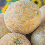 Honeydew melon vines growing in sunny backyard garden