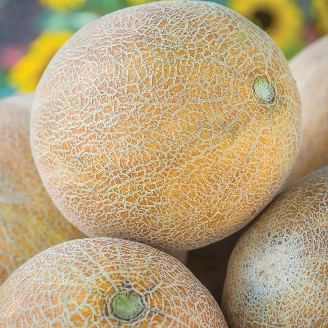 Honeydew melon vines growing in sunny backyard garden