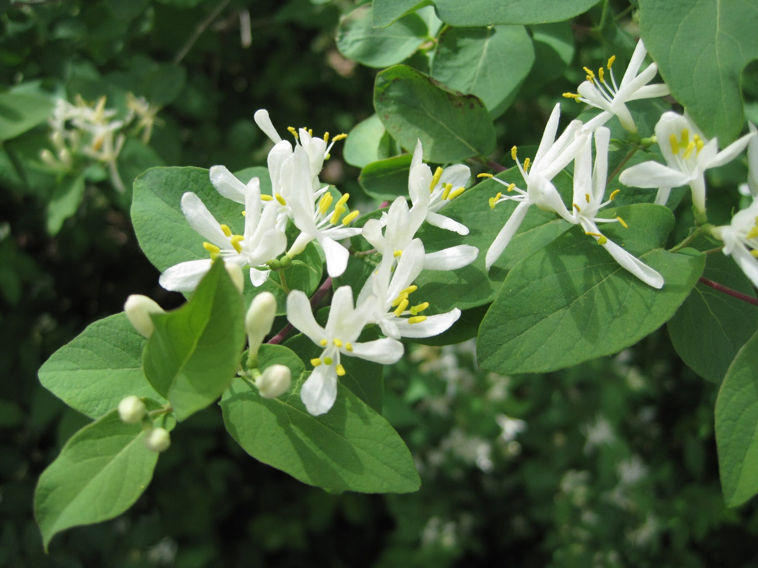 Gold Flame Climbing Honeysuckle Plant