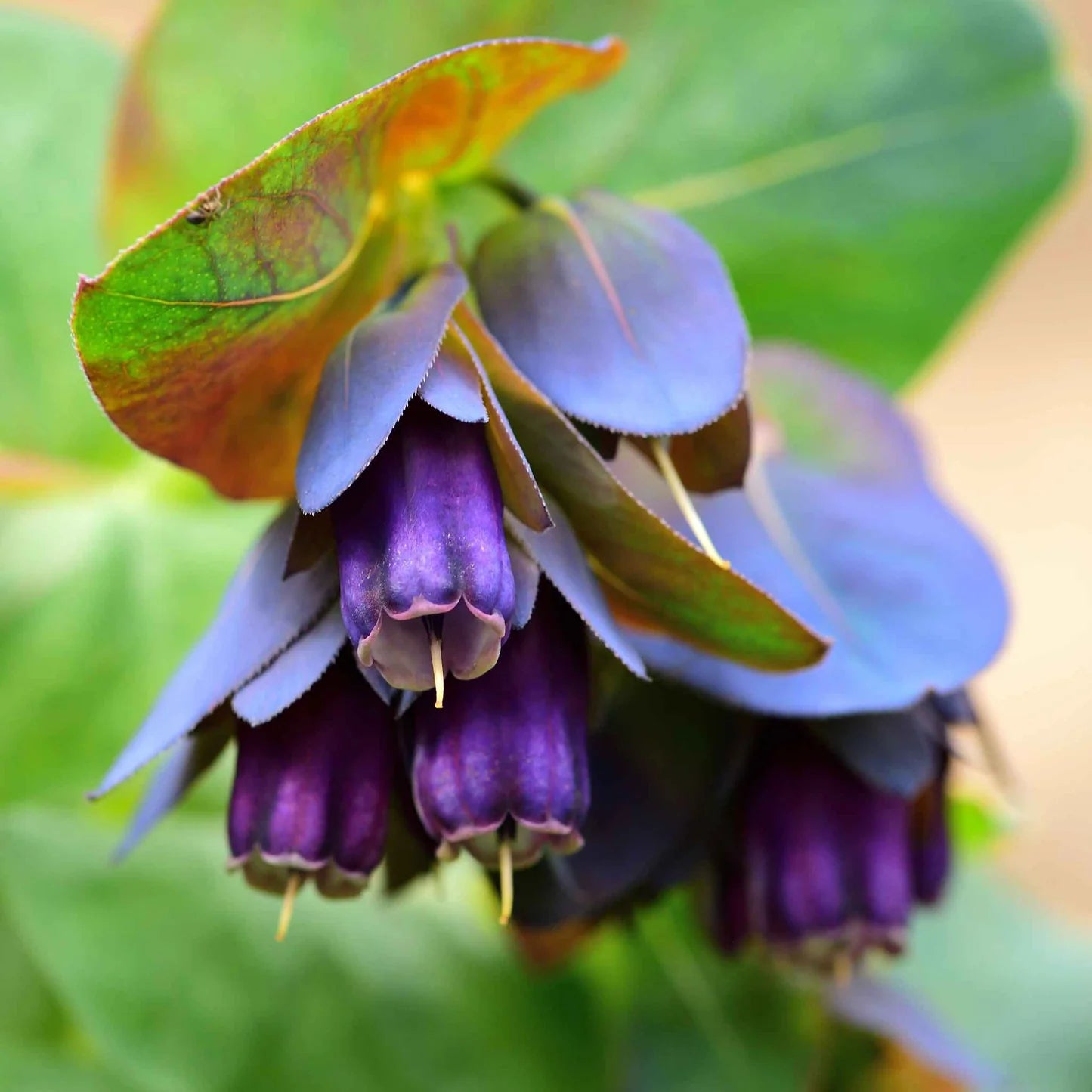 Honeywort Seeds - Purple