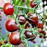 Honkin' Big Black Cherry tomato seeds Lycopersicon lycopersicum for bold sweet bites - Dharaseeds