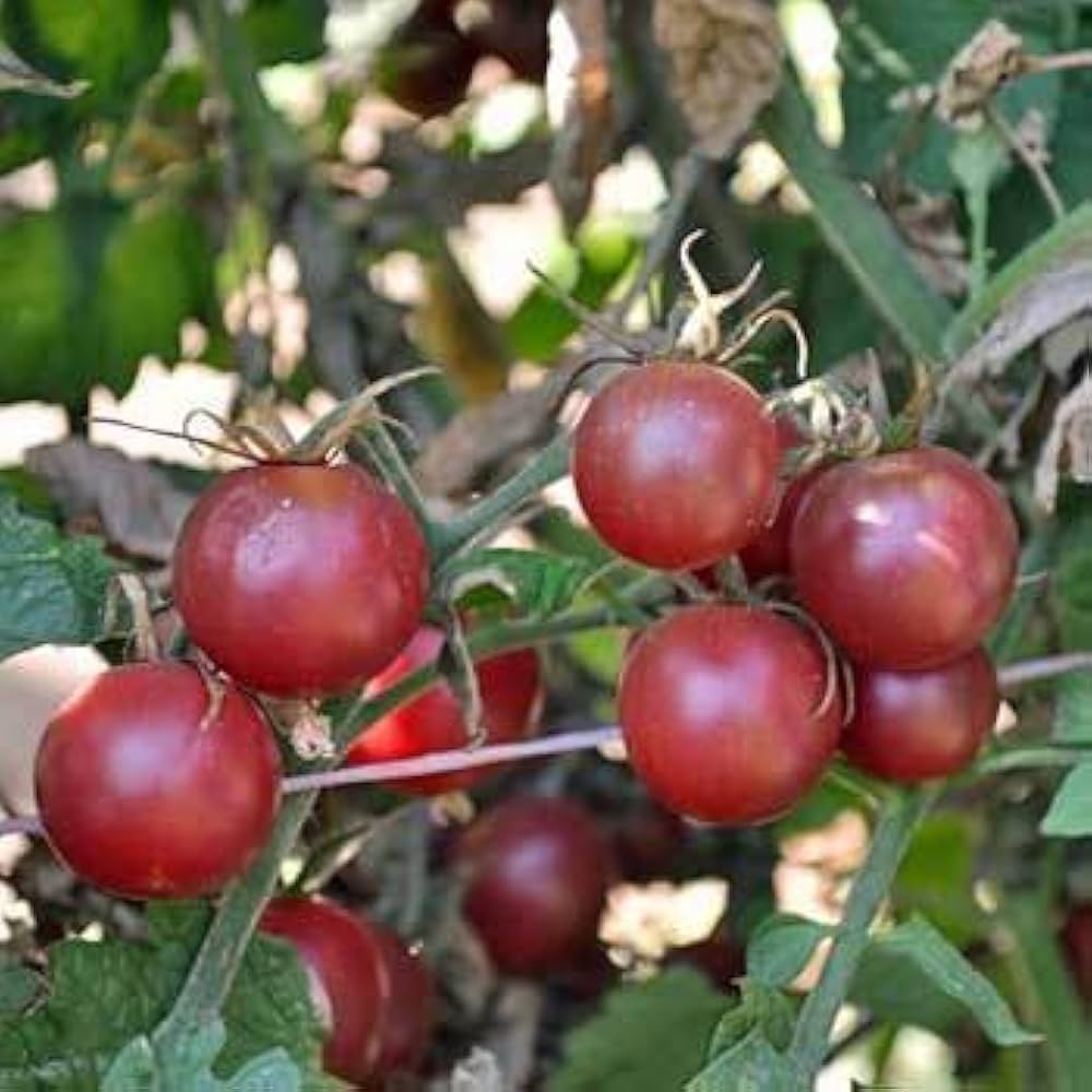 Honkin' Big Black Cherry tomato seeds Lycopersicon lycopersicum for bold sweet bites - Dharaseeds