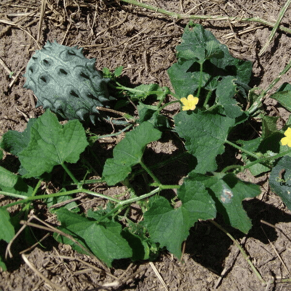 Horned melon fruit produced by Kiwano garden vines