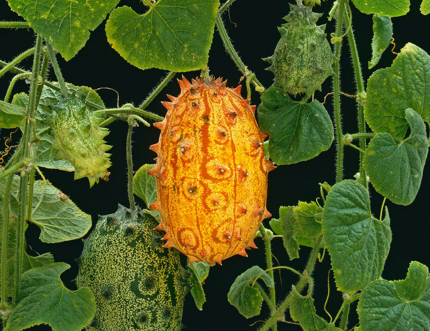 Horned Melon (Cucumis metuliferus)