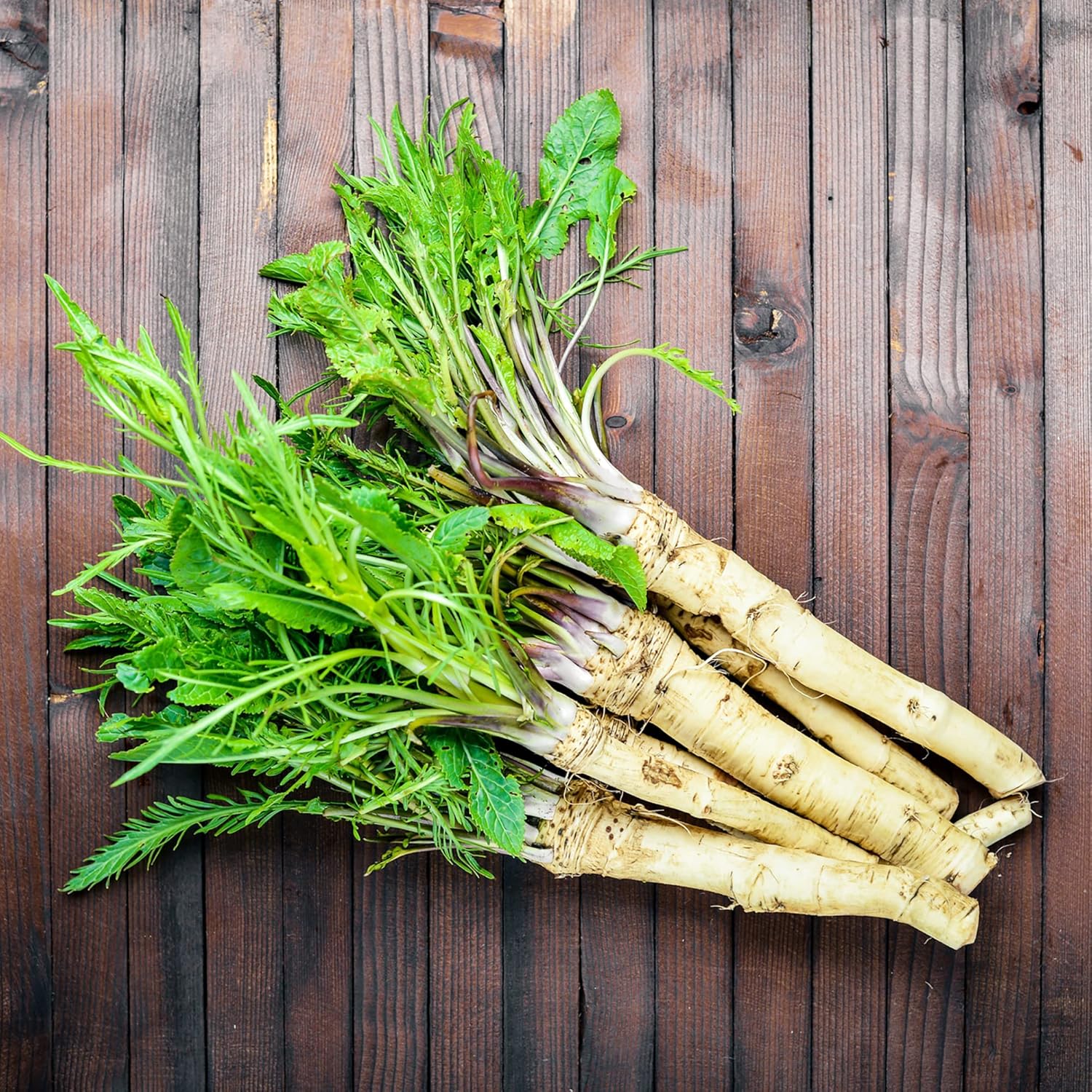 Russian Horseradish Seeds for Planting - Heirloom & Non-GMO Seeds