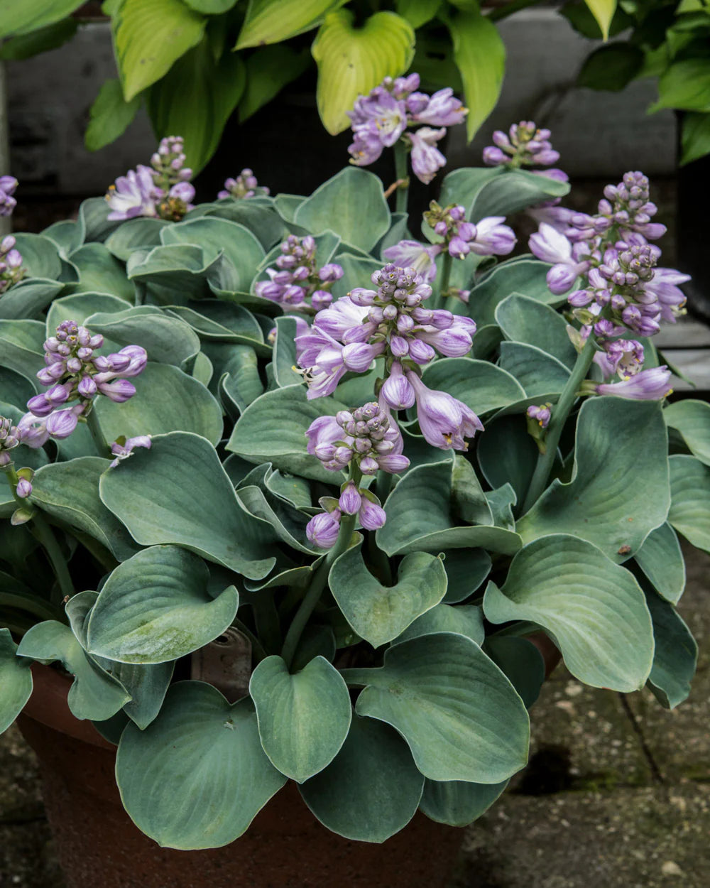 Hosta Roots - Blue Mouse Ears