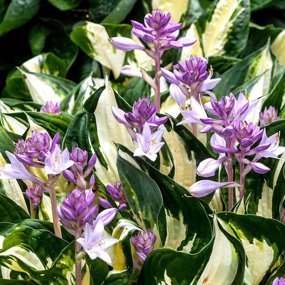 Hosta Roots - Fire & Ice