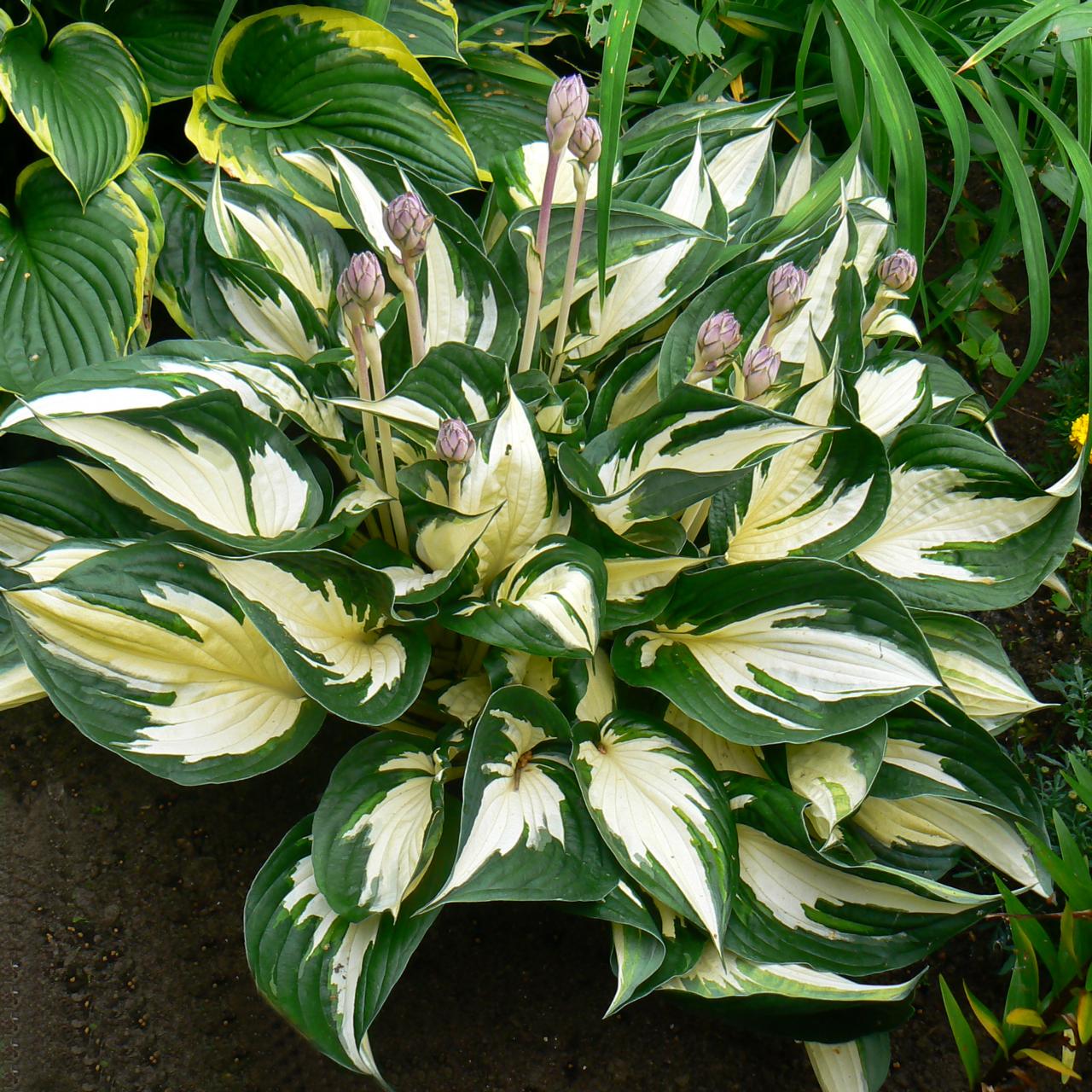 Hosta Roots - Fire & Ice